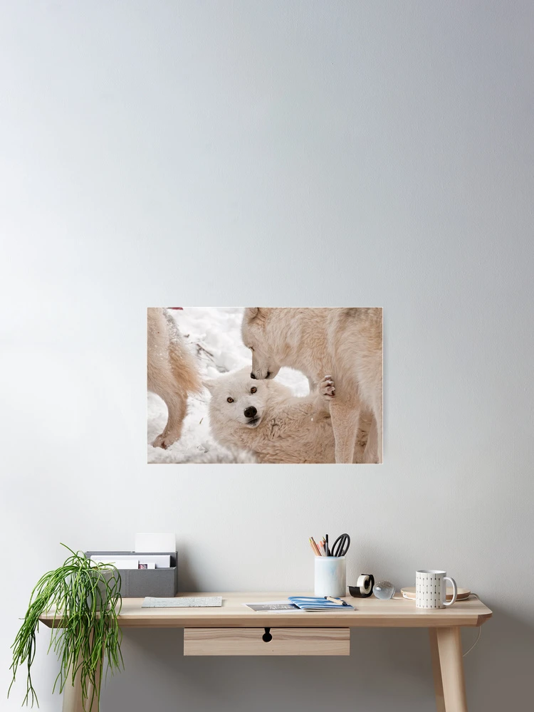 Thumbnail 2 of 3, Poster, Arctic Wolves designed and sold by WolvesOnly.