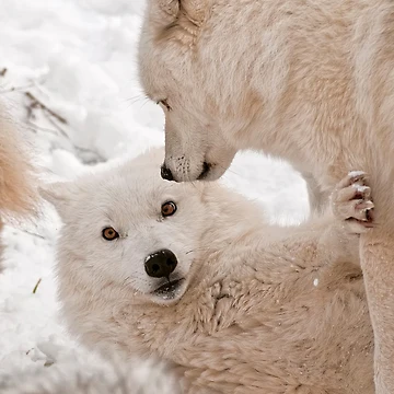 Artwork thumbnail, Arctic Wolves by WolvesOnly