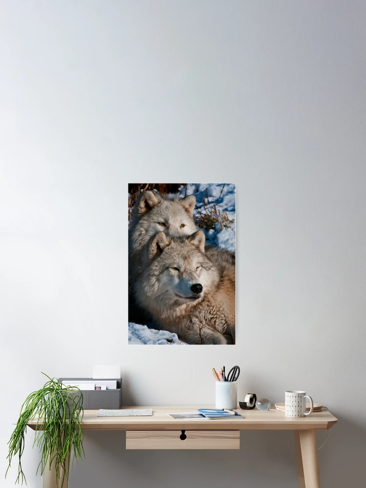 Thumbnail 2 of 3, Poster, Arctic Wolves designed and sold by WolvesOnly.