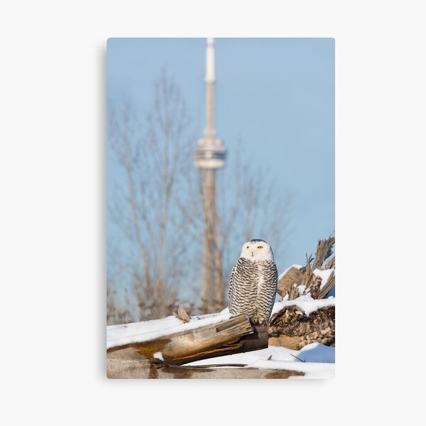 Snowy Owl in Toronto, Ontario Canvas Print