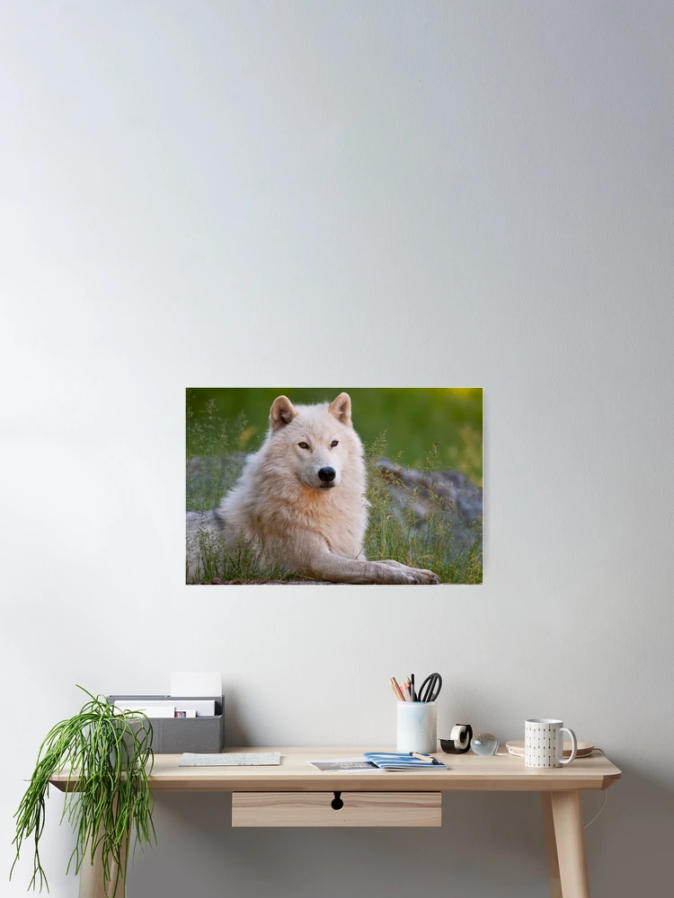 Imagen 2 de 3, Póster con la obra Arctic Wolf, diseñada y vendida por WolvesOnly.