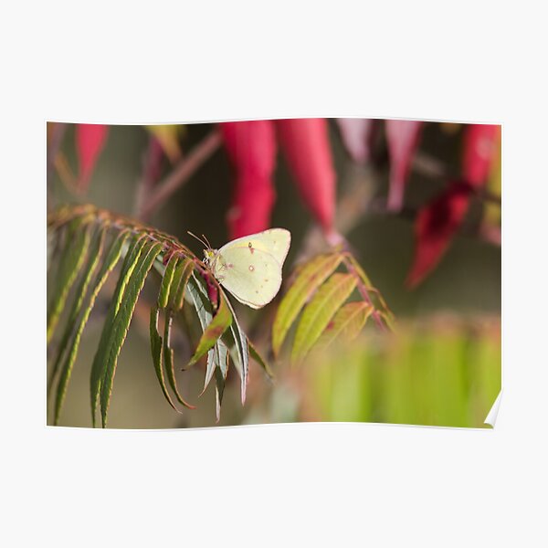 Clouded Sulphur Butterfly With Autumn Leaves Poster