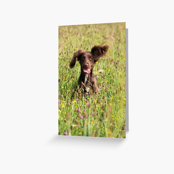 Cocker Spaniel Greeting Cards for Sale | Redbubble