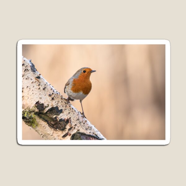Robin on the silver perch Magnet