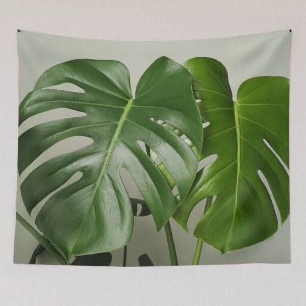 Item preview, Monstera leaves Tropical leaf art on green grey background designed and sold by milkasweet.