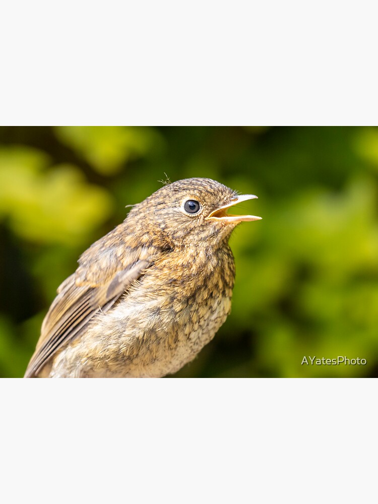Thumbnail 3 of 3, Sticker, Baby robin designed and sold by AYatesPhoto.