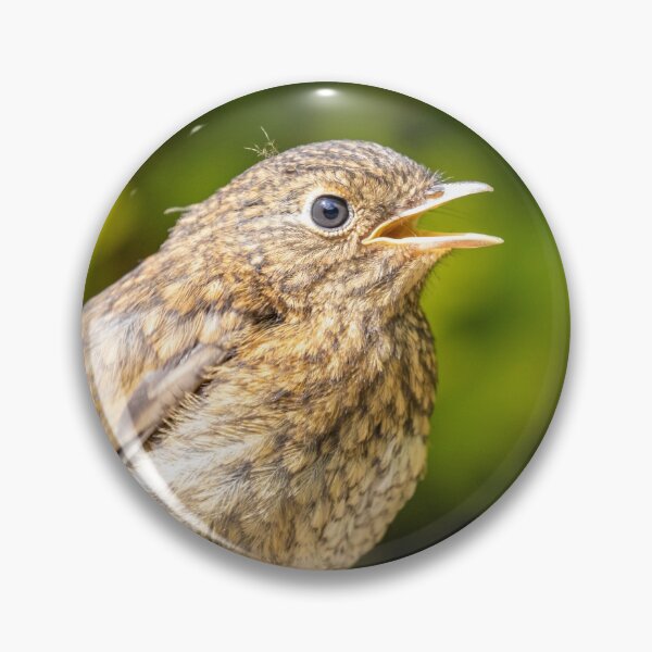 Item preview, Baby robin designed and sold by AYatesPhoto.