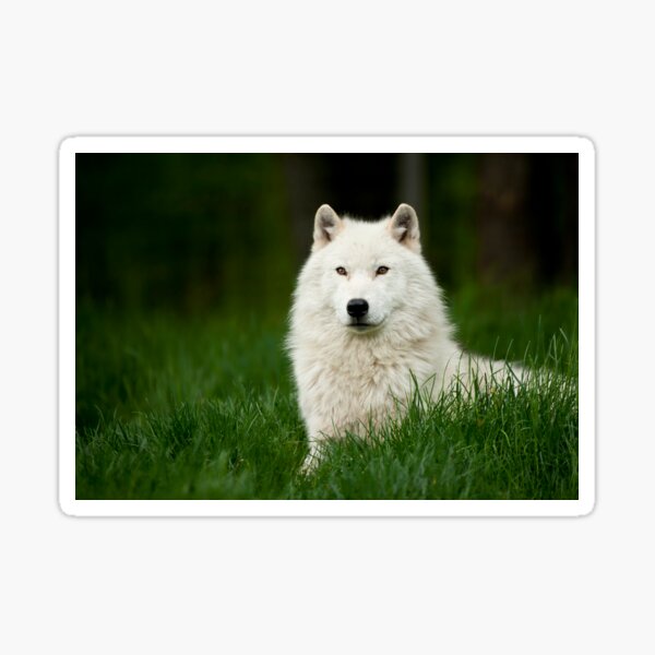 Arctic Wolf Sticker