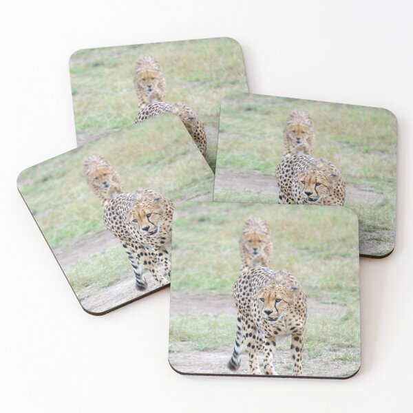 Item preview, Cheetahs hunting. Masai Mara National Park, Kenya designed and sold by electricimage.