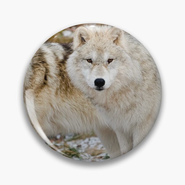 Item preview, Arctic Wolves designed and sold by WolvesOnly.