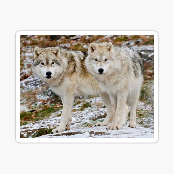 Arctic Wolves Sticker