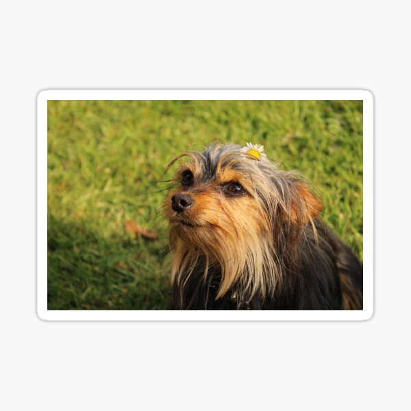 Puppy and daisy Sticker