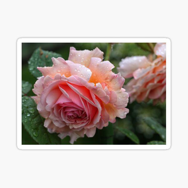 English Rose - A Shropshire Lad Sticker