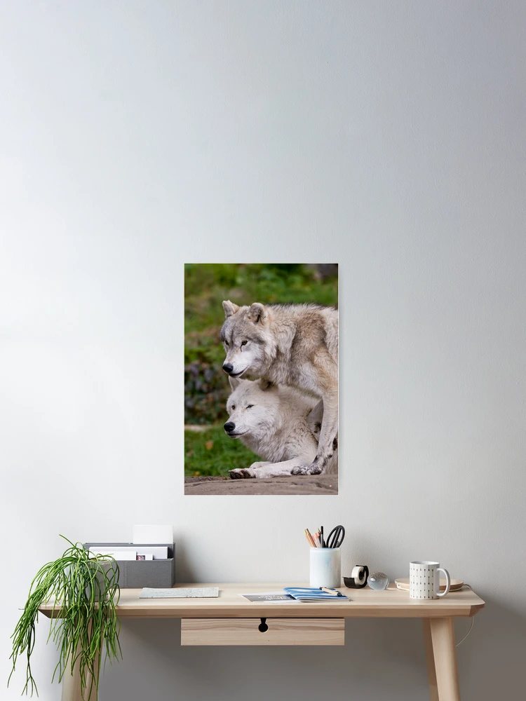 Thumbnail 2 of 3, Poster, Arctic Wolves designed and sold by WolvesOnly.