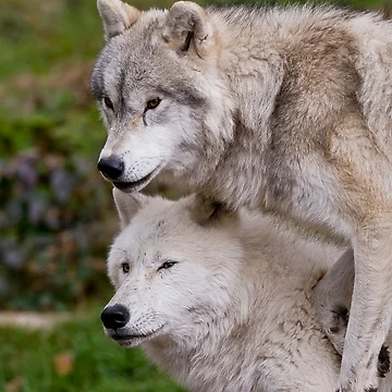 Vorschaubild zum Design Arctic Wolves von WolvesOnly