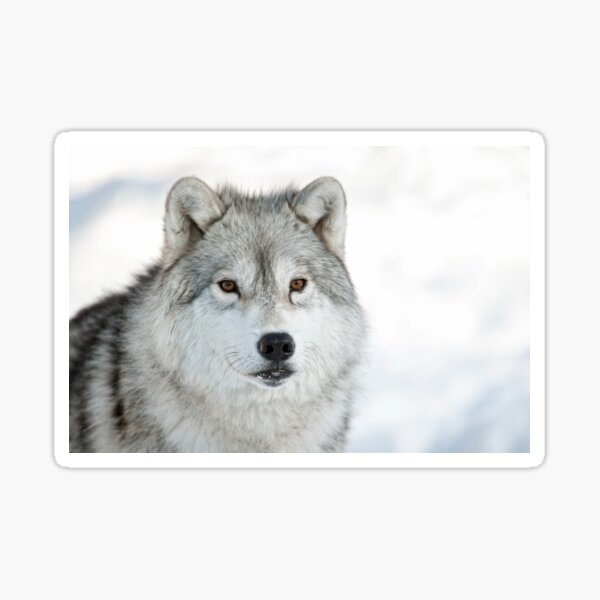 Arctic Wolf Sticker