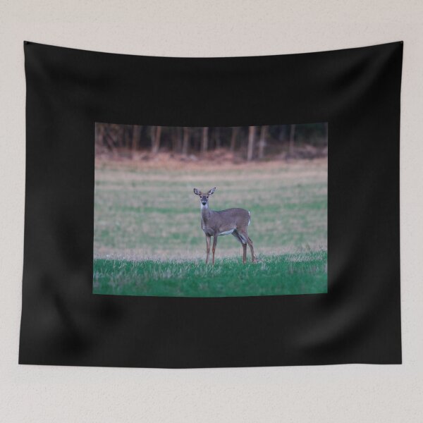 Item preview, The Chokolade prince. Virginia deer designed and sold by Jouko Lehto Photography.