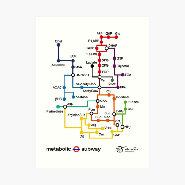 Metabolic subway Art Print