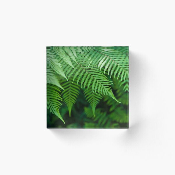 Silver Fern Acrylic Block
