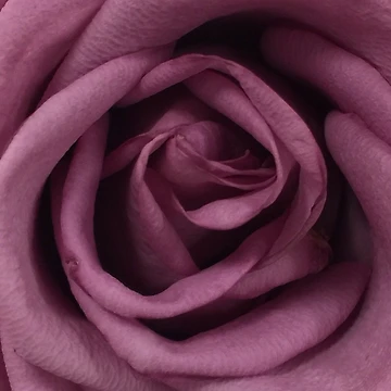 Artwork thumbnail, Pink Rose by RitazMedia