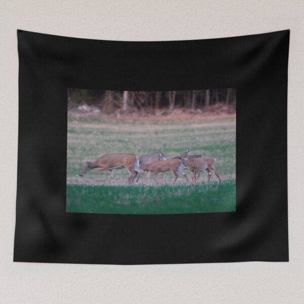 Item preview, Mom but I want to stay. Virginia deer designed and sold by Jouko Lehto Photography.