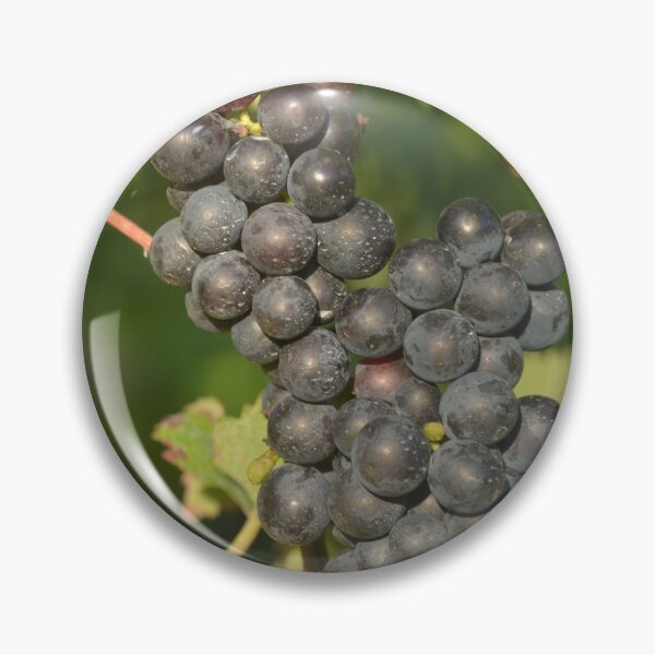 Item preview, Black grapes on the vine designed and sold by wineandwords.