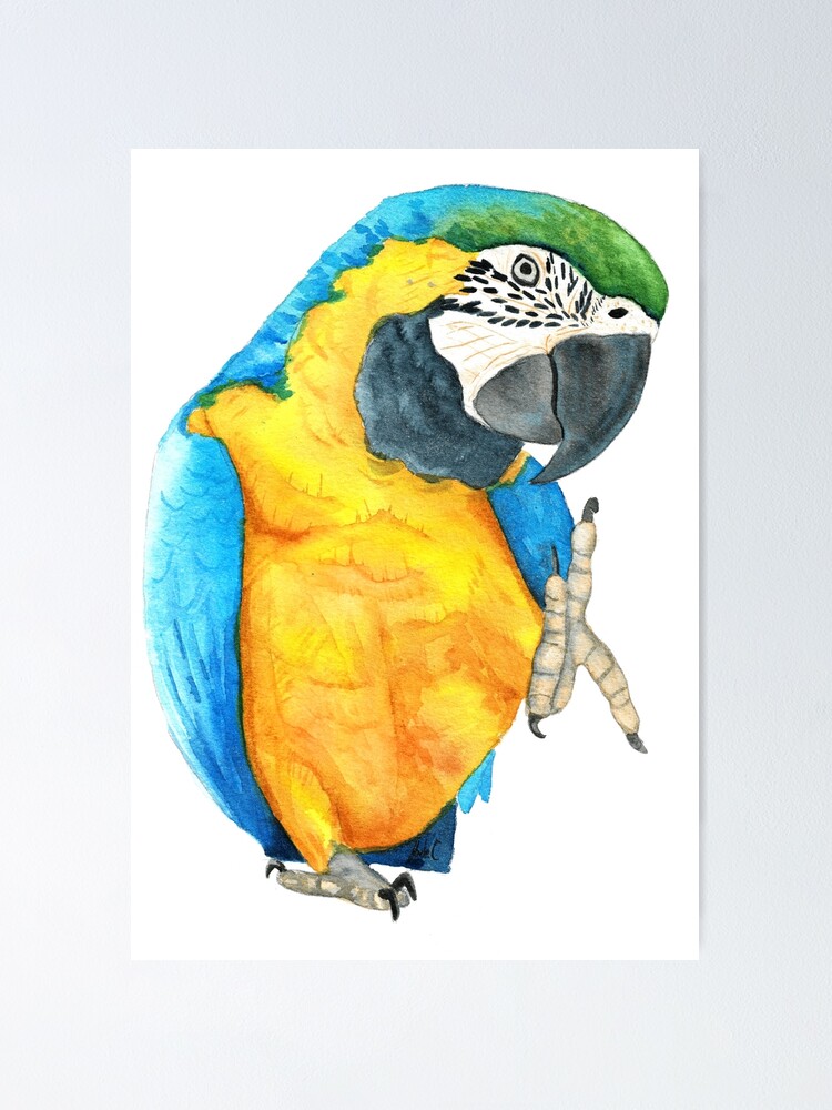 Poster Ara Ararauna Bleu Et Or En Aquarelle Par Oranjade0122 Redbubble