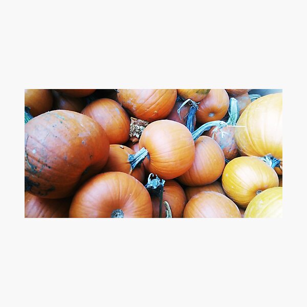 Pie Pumpkins, Autumn Orange, Nature Photography by Courtney Hatcher Photographic Print