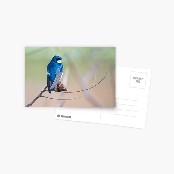 Tree Swallow Perching on Staghorn Sumac Postcard