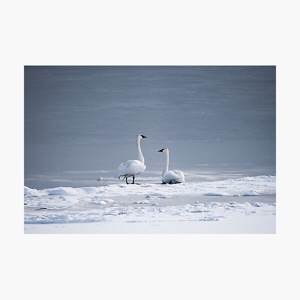 Trumpeter Swans Sitting On Frozen Lake Photographic Print