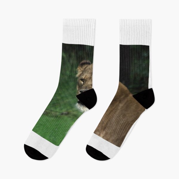 Item preview, Lion - Study I  designed and sold by BritishYank.