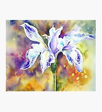 Pond Iris Photographic Print
