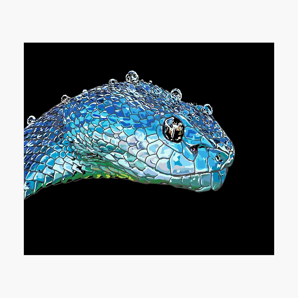 Blue Viper Poster By Dogdaddrawings Redbubble