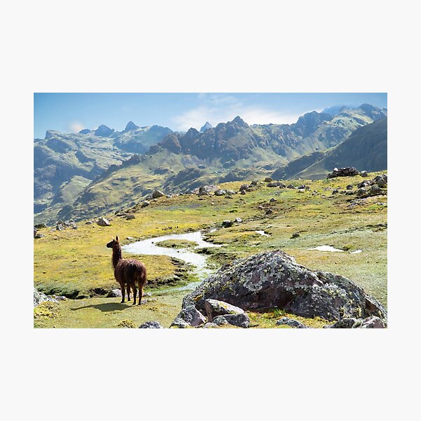 Llama Wilderness of the Andes Mountains Photographic Print