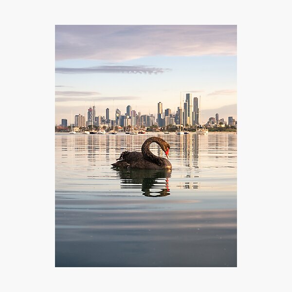 Melbourne Swan at St Kilda Pier Photographic Print