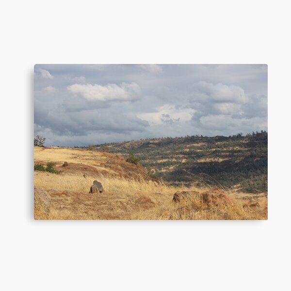 Upper Bidwell trail - Chico, CA Canvas Print