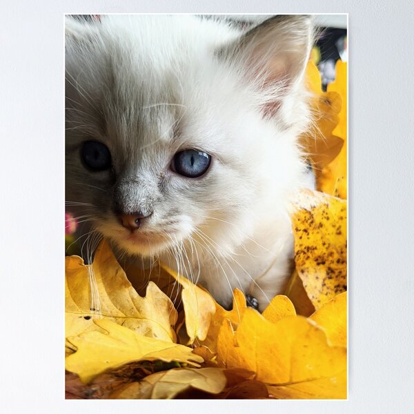 Item preview, Ragdoll kitten designed and sold by Fluffycat2020.