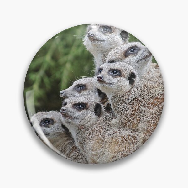 Meerkat Buttons & Pins - No Minimum Quantity