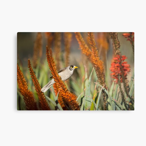 Noisy Miner Foraging Among Blossoming Aloe Metal Print
