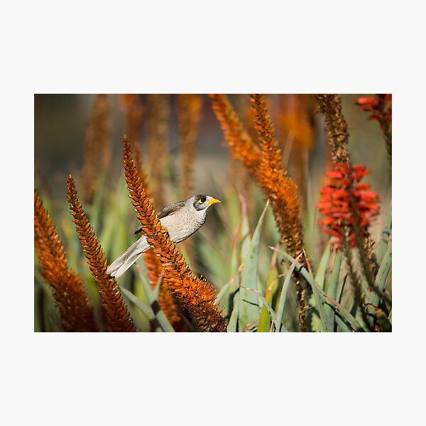 Noisy Miner Foraging Among Blossoming Aloe Photographic Print