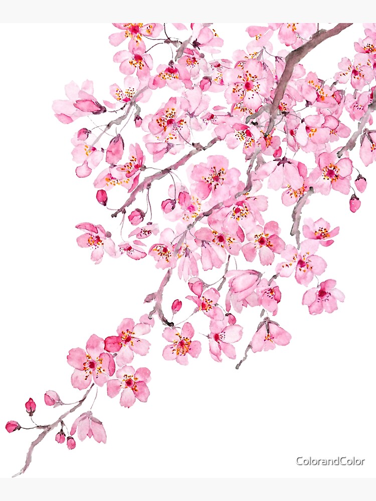 pink cherry blossom watercolor 2020 by ColorandColor