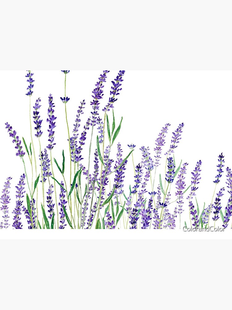 purple lavender horizontal watercolor by ColorandColor