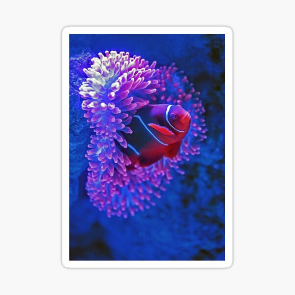 Item preview, Tropical Sea Aqua Clownfish designed and sold by Alladin7.