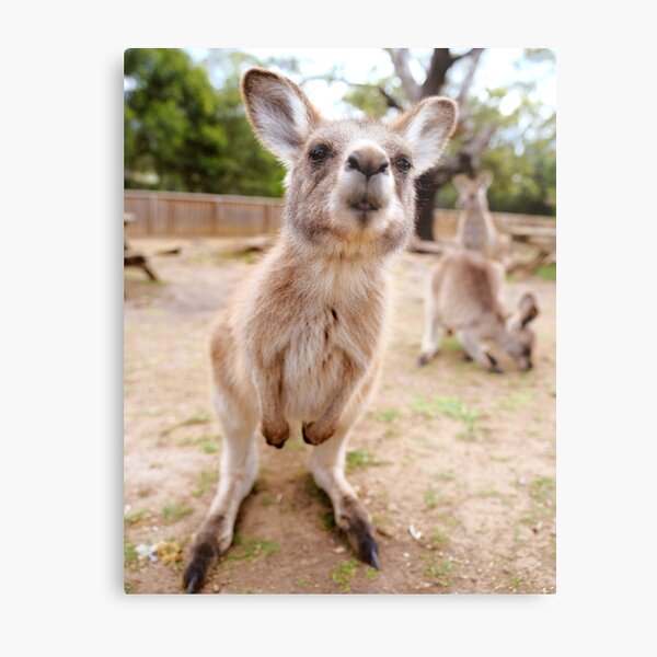 Kangaroo Metal Print