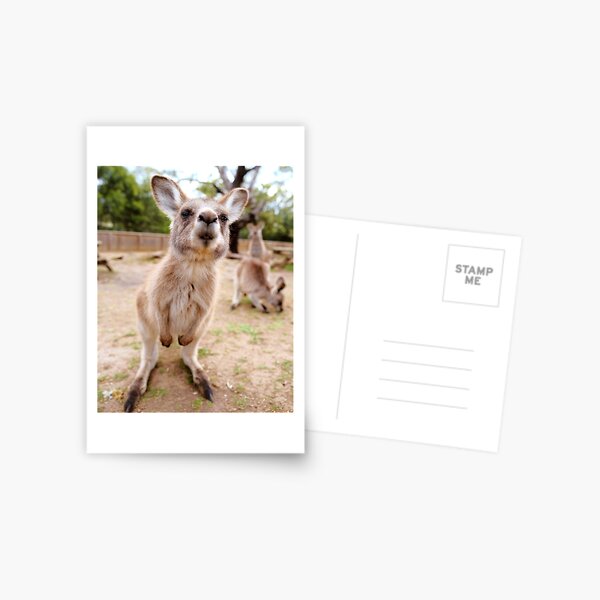 Cartes Postales Sur Le Theme Conception De Kangourou Drole Redbubble