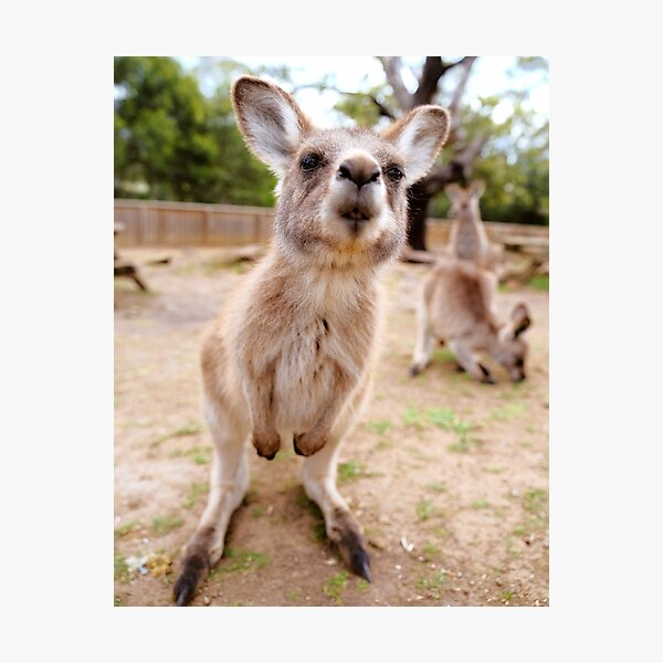 Funny Kangaroo Photographic Prints for Sale | Redbubble Funny Kangaroo Photographic Prints for Sale | Redbubble