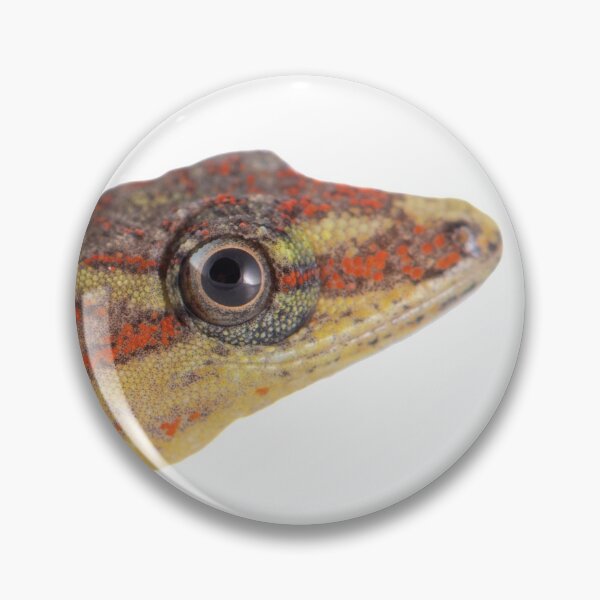 Item preview, Gecko Gonatodes Guyana designed and sold by vincentpremel.
