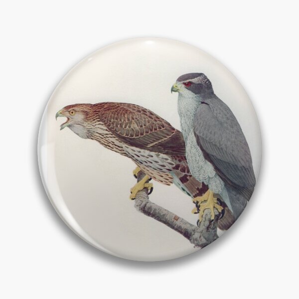Item preview, Goshawk illustration designed and sold by Vintage Designs +.