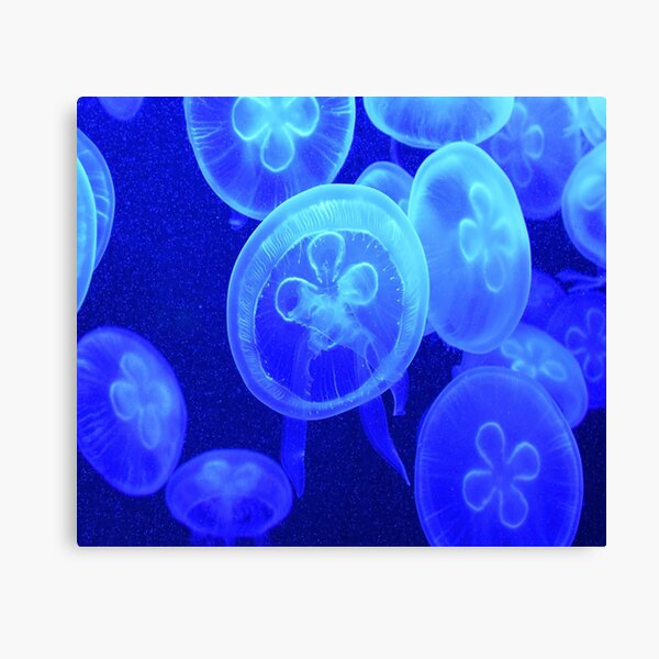stinger jellyfish Canvas Print