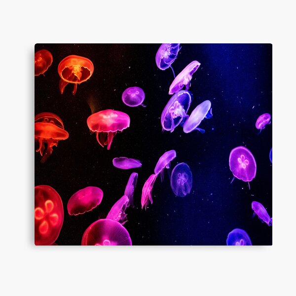 beautiful jellyfish Canvas Print